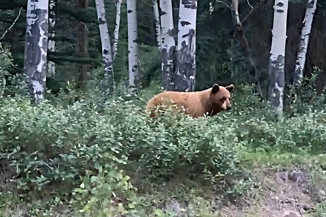Wildfire Peak Nic - The Itinerary: From Forest Floor to Mountain Peak