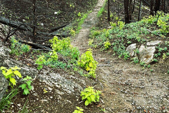 Wildfire Peak Nic - Practical Details and Considerations