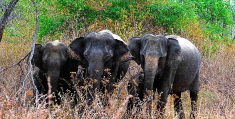 Wildlife and Adventure Expedition Across Sri Lanka in 8 Days - Key Points