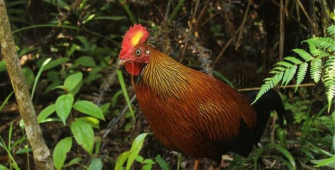 Wildlife and Adventure Expedition Across Sri Lanka in 8 Days - Recap