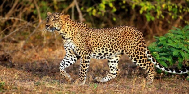 Wildlife and Beach Adventure: 5-Day Special - Key Points