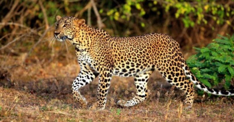 Wildlife and Beach Adventure: 5-Day Special - Itinerary Highlights