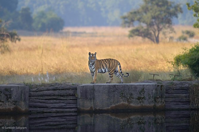 Wildlife and Cultural India Tour - Destination Spotlights