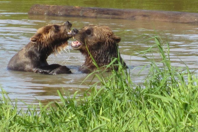 Wildlife and Glaciers With a Walk in the Rainforest - Tour Details