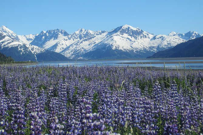 Wildlife and Glaciers With a Walk in the Rainforest - Itinerary