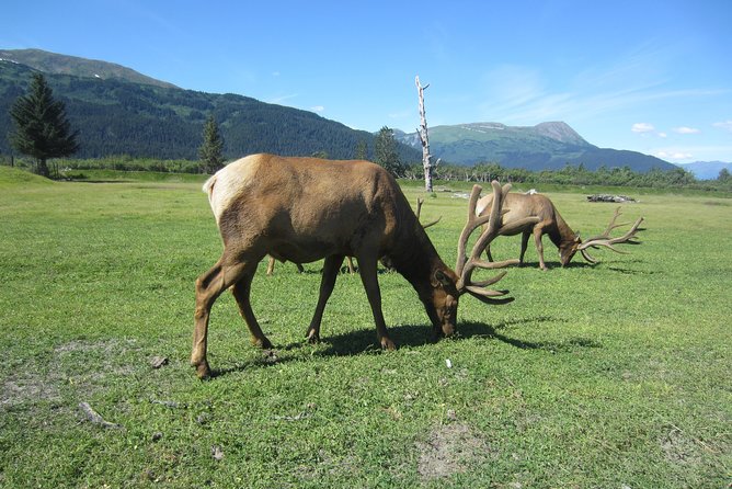 Wildlife and Glaciers With a Walk in the Rainforest - Customer Reviews