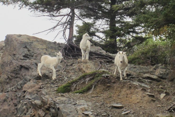 Wildlife and Glaciers With a Walk in the Rainforest - Booking Information