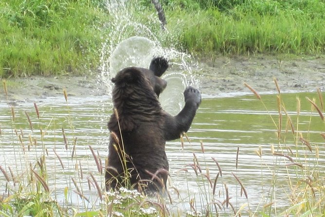 Wildlife and Glaciers With a Walk in the Rainforest - Discovering Alaskas Natural Wonders
