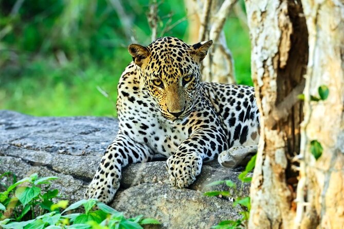 Wildlife and Nature Tour (18 Days , 17 Nights) - Guest Communication