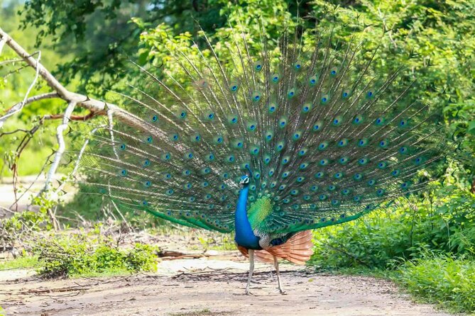 Wildlife and Nature Tour (18 Days , 17 Nights) - Tour Requirements