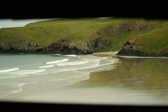 Wildlife and Penguin Tour - An In-Depth Look at the Wildlife and Penguin Tour