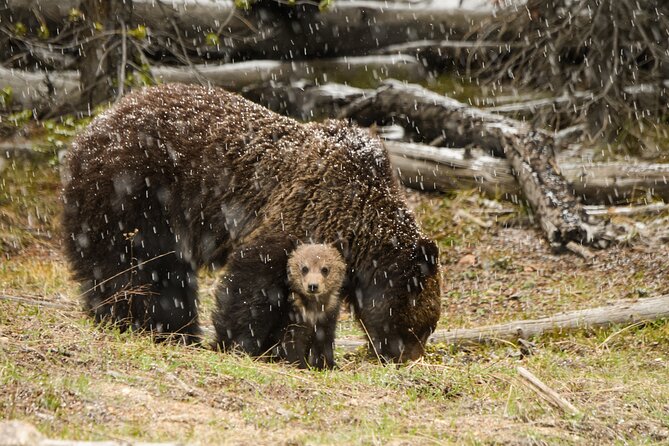 Wildlife and Waterfalls - Grand Canyon of the Yellowstone