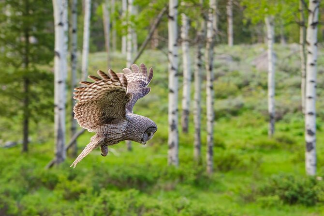 Wildlife and Waterfalls - Picnic-Style Lunch Included