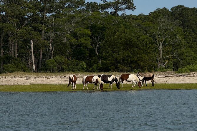 Wildlife Boat Tour with Wild Ponies and Dolphins in Chincoteague - An In-Depth Look at the Tour Experience