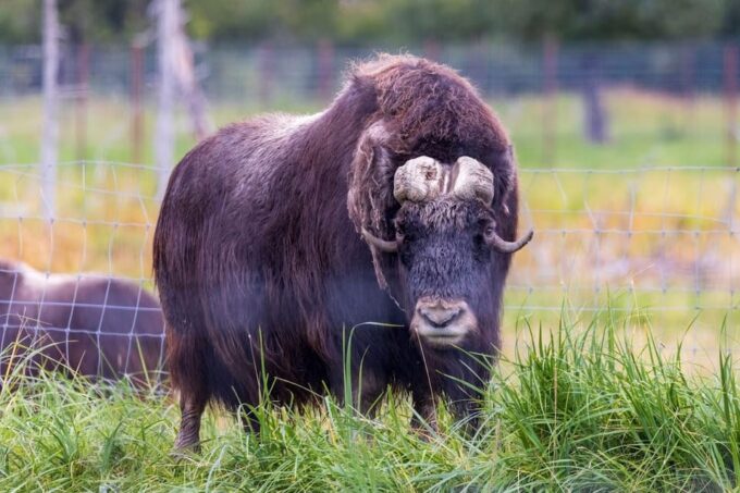 Wildlife Center With Lunch & Local Beer Sampling - Scenic Drives