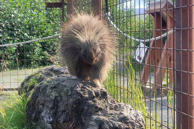 Wildlife Center With Lunch & Local Beer Sampling - Winter&Summer - Food and Beverage
