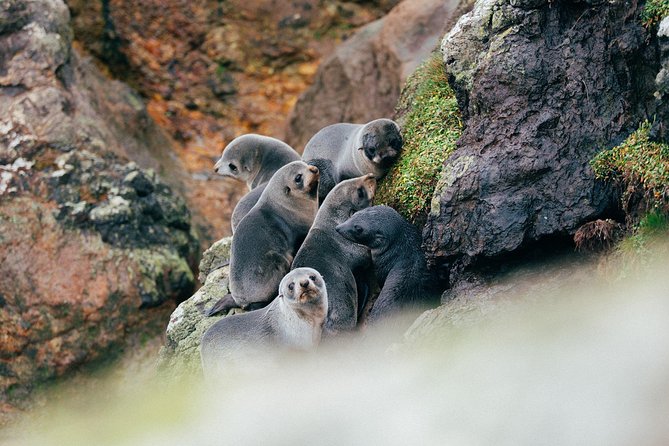 Wildlife Cruise With Transport - Customer Feedback and Experiences