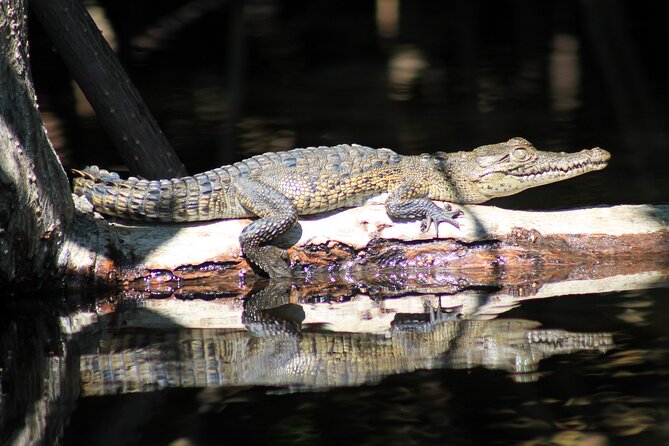 Wildlife Eco Tour on the Coast of Oaxaca. - Wildlife Sightings and Nature