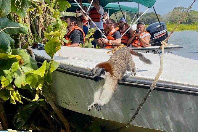 Wildlife Experience in the Panama Canal Along The Gatun Lake - Pickup and Transportation