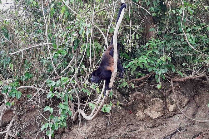 Wildlife Experience in the Panama Canal Along The Gatun Lake - Booking and Cancellation