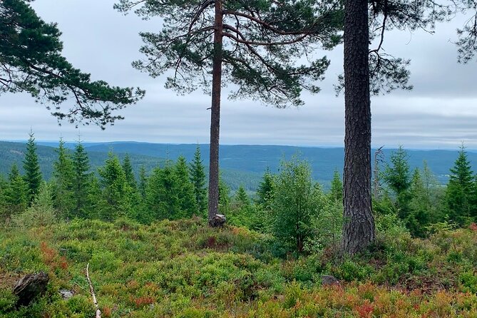 Wildlife Forest Hike - Trail and Terrain