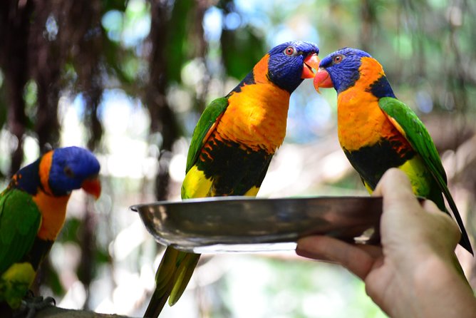 Wildlife Habitat Port Douglas - Breakfast With the Birds