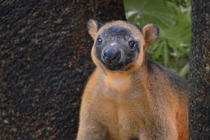Wildlife Habitat Port Douglas - Free Tours and Presentations