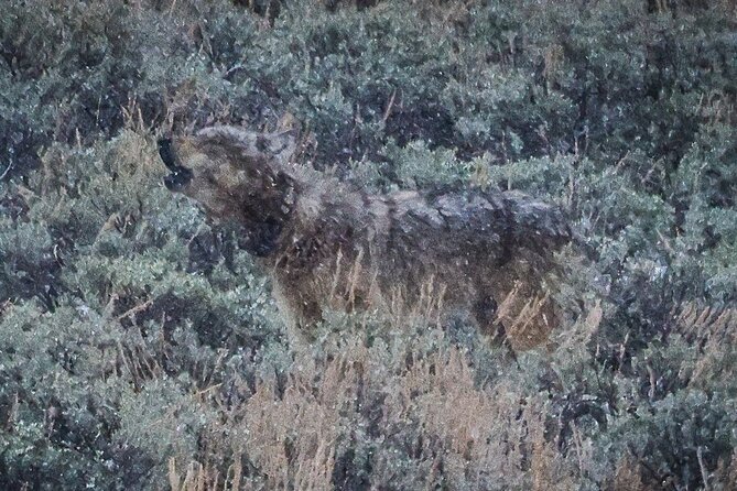 Wildlife Hiking Adventure in Yellowstone With Lunch - Inclusions