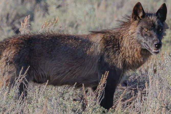 Wildlife Hiking Adventure in Yellowstone With Lunch - Exploring Yellowstones Wonders