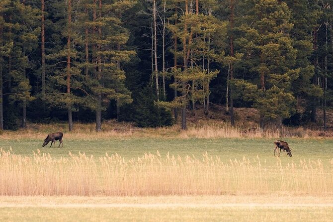 Wildlife Hiking in Stockholm With Animal Spotting - 2 Days - Key Points