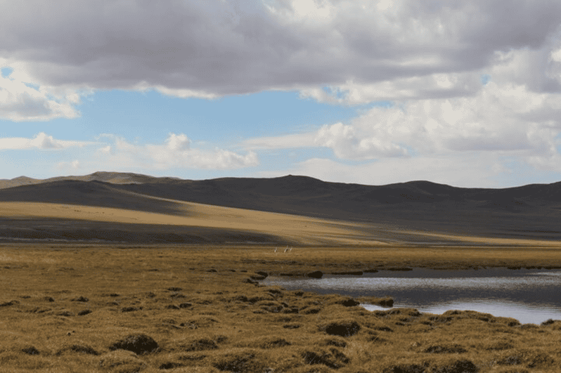 Wildlife in Gun Galuut Nature Reserve - Endangered Mongolian Gazelle Sightings