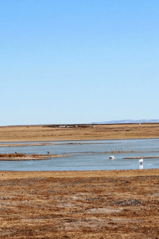 Wildlife in Gun Galuut Nature Reserve - Migratory Bird Observations