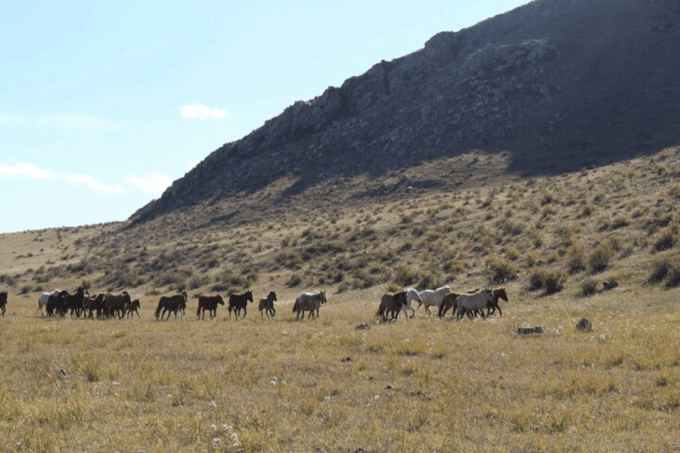 Wildlife in Gun Galuut Nature Reserve - Frequently Asked Questions