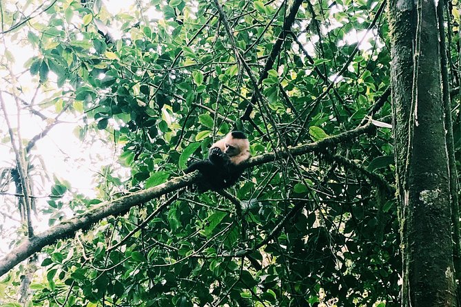 Wildlife Nature Hike, Blue Waterfall, Lunch & Sloth Trail - Tenorio Volcano Park - Hiking the Rio Celeste Trail