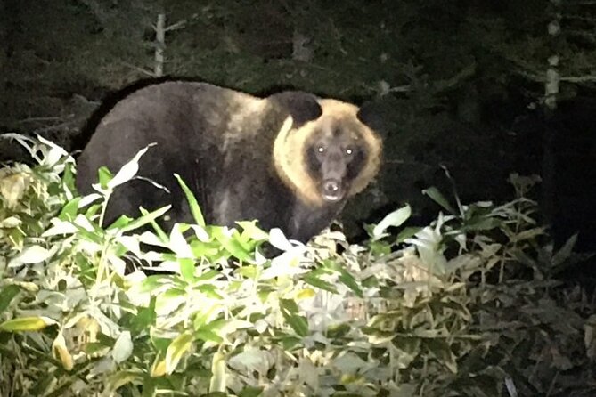 Wildlife Night Drive in Shiretoko National Park - Whats Included in the Tour