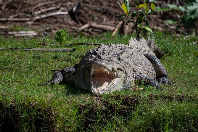 Wildlife Odyssey: Hike in Carara Park & Tarcoles River Adventure - Carara National Park Exploration