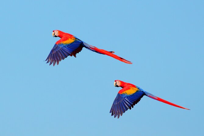 Wildlife Odyssey: Hike in Carara Park & Tarcoles River Adventure - Unique Wildlife Spotting Opportunities