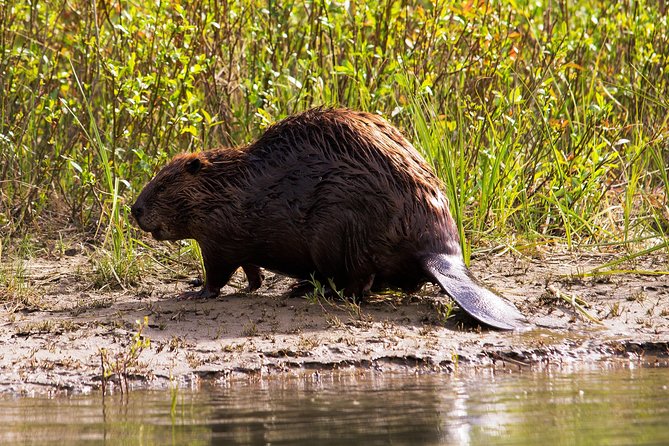 Wildlife on the Bow | Big Canoe Tour - Spotting Canadas Wildlife
