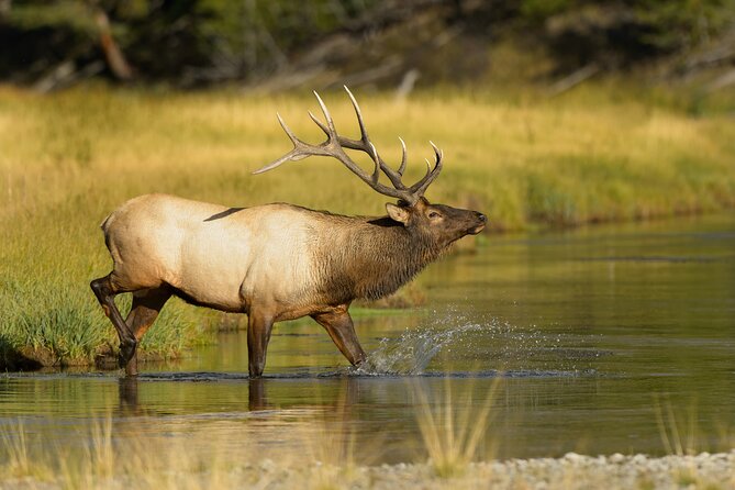 Wildlife on the Bow | Big Canoe Tour in Banff National Park - Insights Into Banffs Flora and Fauna