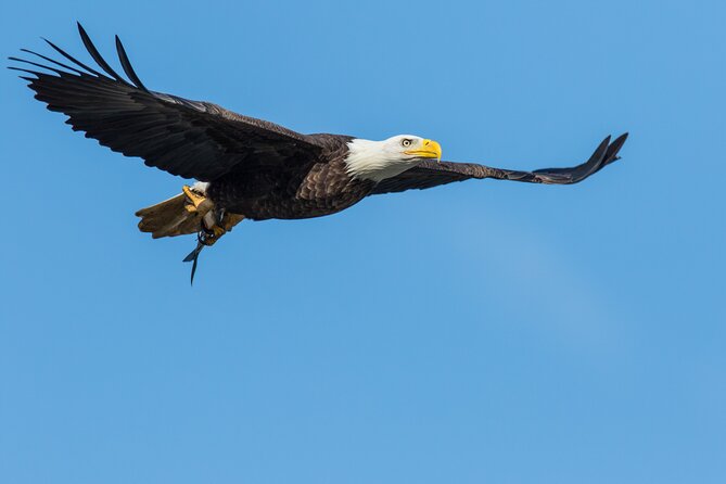 Wildlife on the Bow | Big Canoe Tour in Banff National Park - Meeting Point and Additional Information