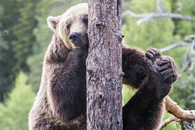 Wildlife Park Ranua - Accessibility Considerations