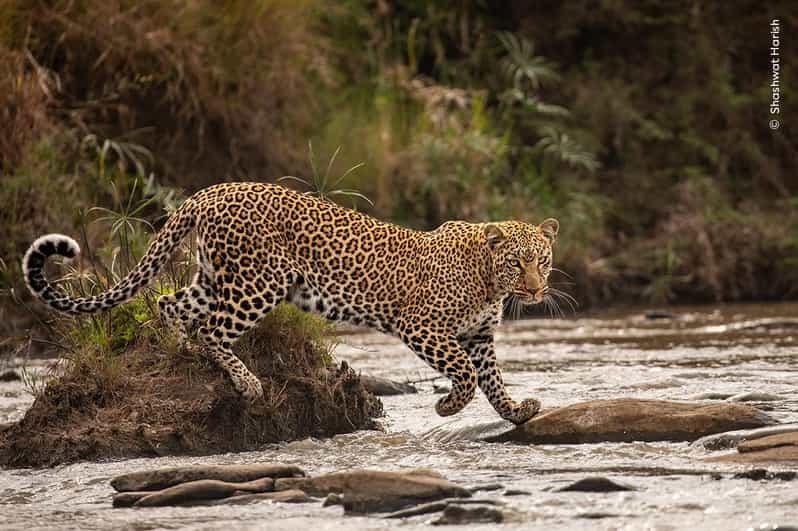 Wildlife Photographer of the Year - Key Points