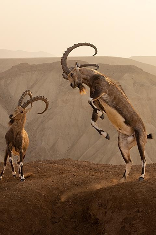 Wildlife Photographer of the Year - Ticket Information