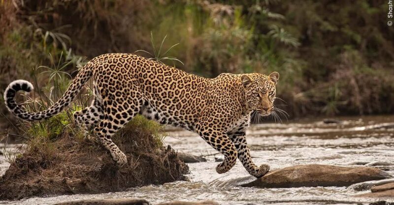 Wildlife Photographer of the Year - Exhibition Highlights