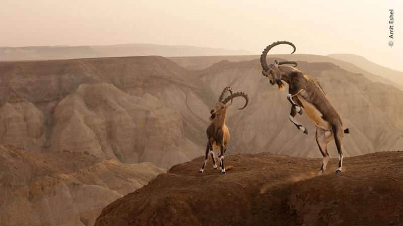 Wildlife Photographer of the Year - Additional Features