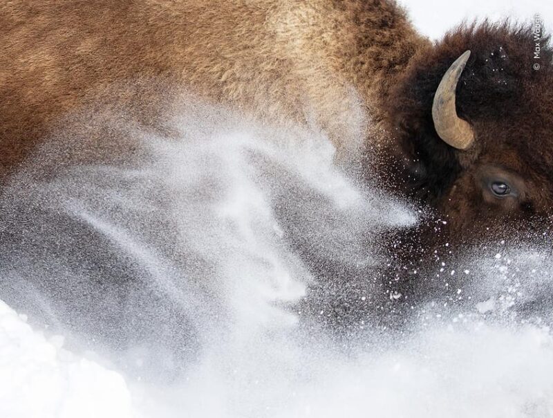 Wildlife Photographer of the Year - Winning Images and Their Stories