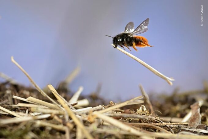 Wildlife Photographer of the Year - Influence of Humanity on Nature