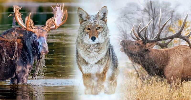 Wildlife Photography Processing Class - Booking and Cancellation
