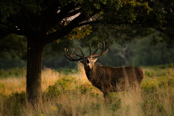 Wildlife Photography Workshop in Richmond Park in London - Workshop Overview
