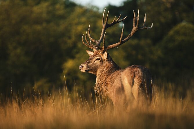 Wildlife Photography Workshop in Richmond Park in London - Schedule and Availability